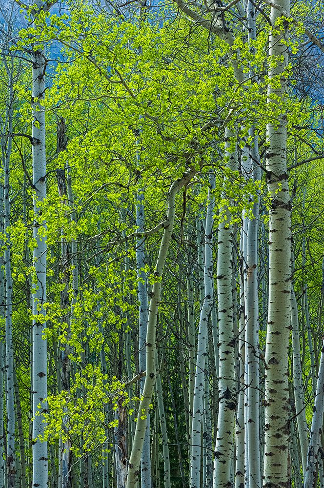 Canada-Alberta-Jasper National Park Spring foliage in forest art print by Jaynes Gallery for $57.95 CAD