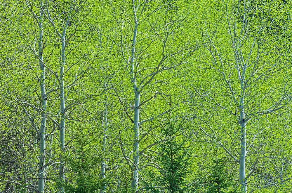 Canada-Alberta-Jasper National Park Spring foliage in forest art print by Jaynes Gallery for $57.95 CAD