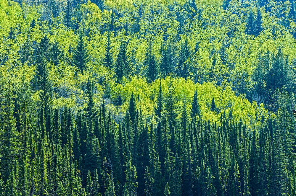 Alberta Art prints and posters