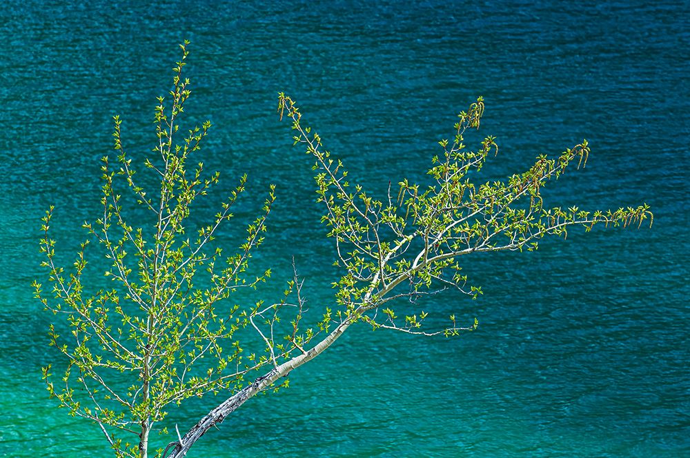 Canada-Alberta-Jasper National Park Lake and spring foliage on balsam poplar tree art print by Jaynes Gallery for $57.95 CAD