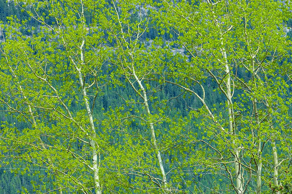 Canada-Alberta-Jasper National Park Spring foliage in forest art print by Jaynes Gallery for $57.95 CAD