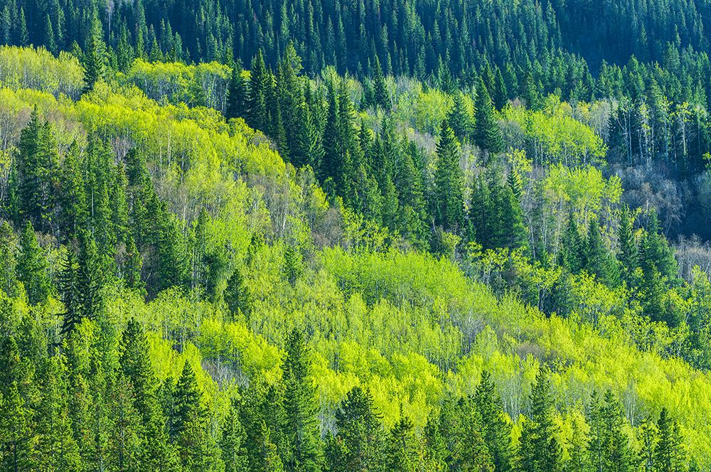 Canada-Alberta-Jasper National Park Spring foliage in mountainside forest art print by Jaynes Gallery for $57.95 CAD