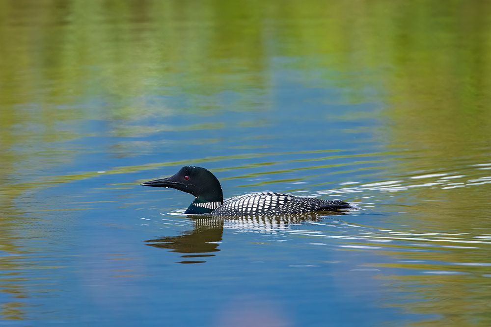 Canada-Alberta-Banff National Park Common loon swimming in Vermilion Lakes art print by Jaynes Gallery for $57.95 CAD