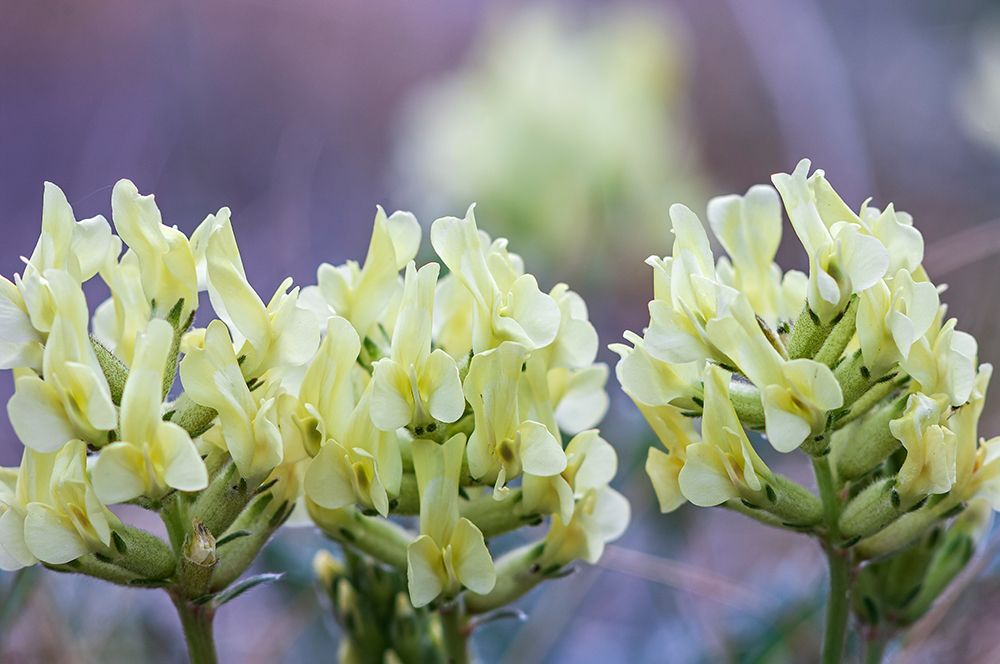 Canada-Alberta-Jasper National Park Yellow locoweed flowers close-up art print by Jaynes Gallery for $57.95 CAD