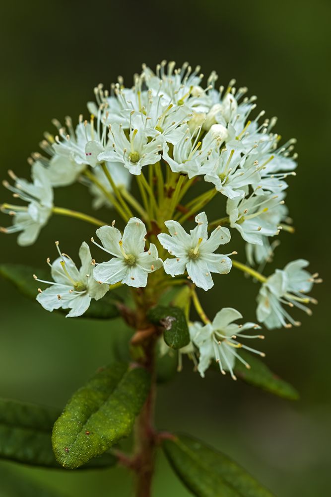 Canada-Alberta-Banff National Park Bog Labrador tea plant flowers in Sunshine Meadows art print by Jaynes Gallery for $57.95 CAD