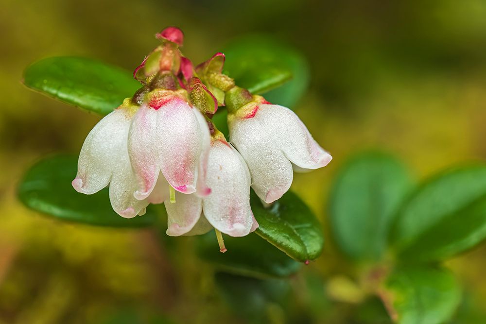 Canada-Alberta-Banff National Park Mountain cranberry flower in Sunshine Meadows art print by Jaynes Gallery for $57.95 CAD
