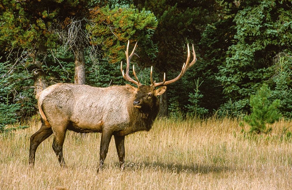 Bull elk with huge rack-Banff National Park-Canada art print by Howie Garber for $57.95 CAD