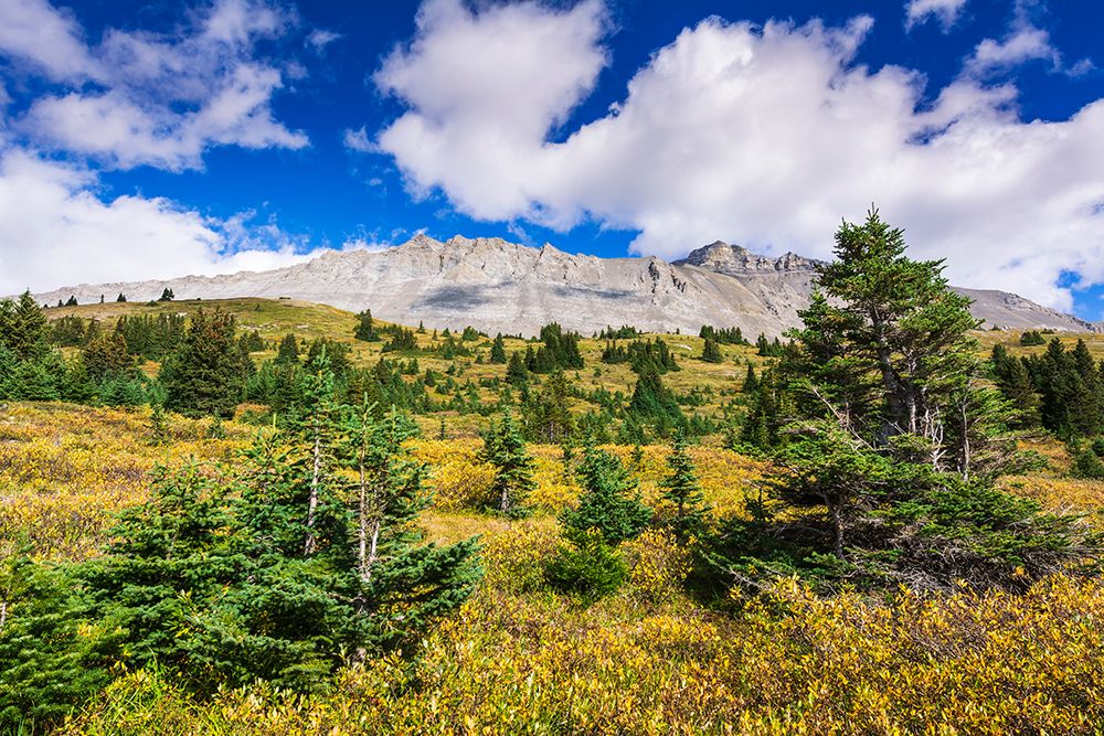 Nigel Peak from Wilcox Ridge-Columbia Icefields-Jasper National Park-Alberta-Canada art print by Russ Bishop for $57.95 CAD