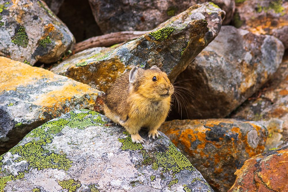American Pika-Ochotona princeps-Jasper National Park-Alberta-Canada art print by Russ Bishop for $57.95 CAD