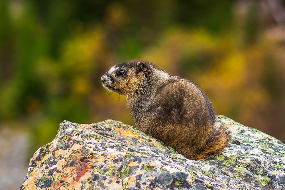 Hoary Marmot-Marmota caligata-Jasper National Park-Alberta-Canada art print by Russ Bishop for $57.95 CAD