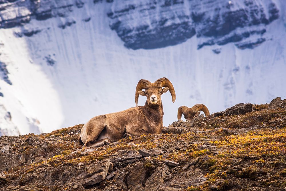 Bighorn rams on Wilcox Ridge under Mount Athabasca-Jasper National Park-Alberta-Canada art print by Russ Bishop for $57.95 CAD