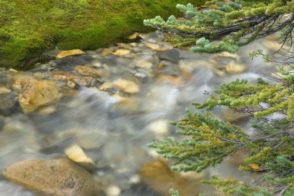 Canada, BC, Yoho NP Stream and pine branches art print by Don Paulson for $57.95 CAD