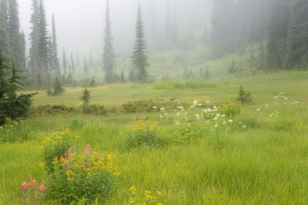 Canada, BC, Revelstoke NP Misty meadow scenic art print by Don Paulson for $57.95 CAD