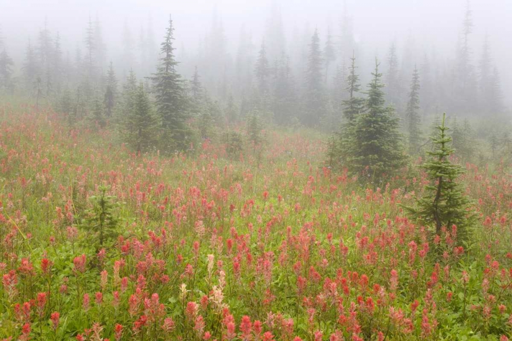 Canada, BC, Revelstoke NP Misty meadow scenic art print by Don Paulson for $57.95 CAD