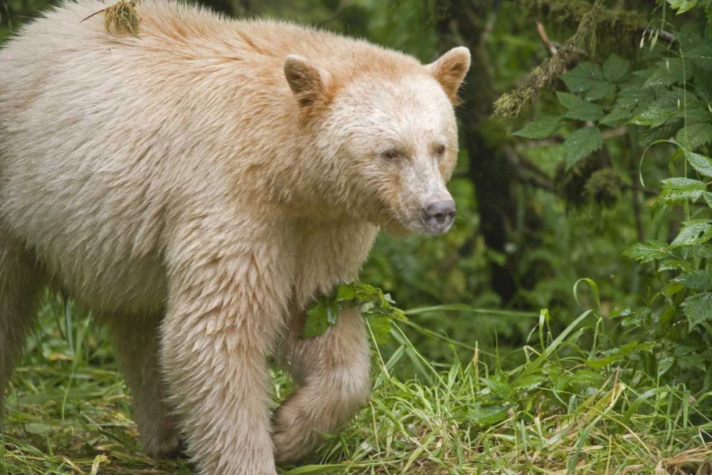 Canada, BC, Princess Royal Island Spirit Bear art print by Don Paulson for $57.95 CAD
