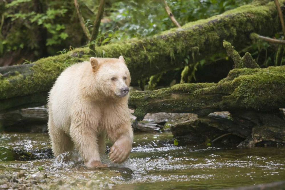 Canada, BC, Princess Royal Island Spirit Bear art print by Don Paulson for $57.95 CAD