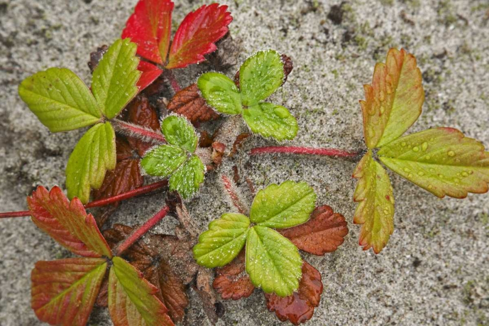 Canada, BC, Calvert Island Beach strawberry art print by Don Paulson for $57.95 CAD