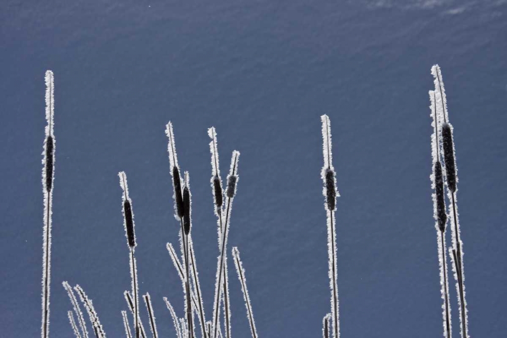 Canada, BC Bulrushes coated with hoar frost art print by Bill Young for $57.95 CAD