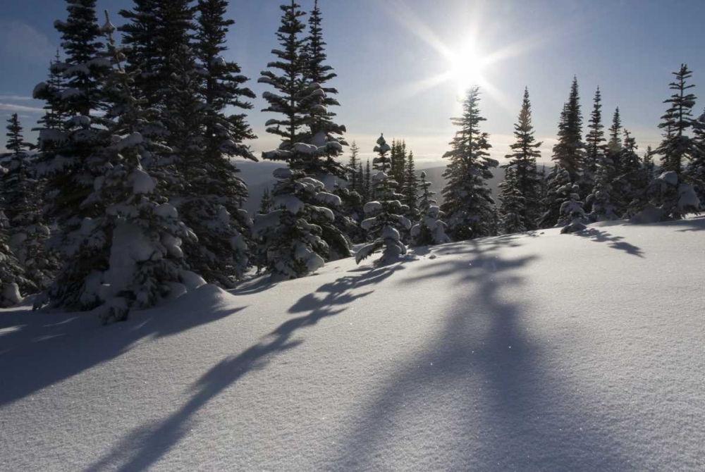 Canada, BC, Smithers Snow-laden spruce trees art print by Bill Young for $57.95 CAD