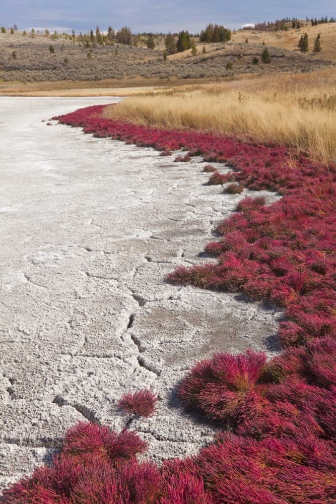 Canada, BC, Kamloops Grass and dried lake bed art print by Don Paulson for $57.95 CAD