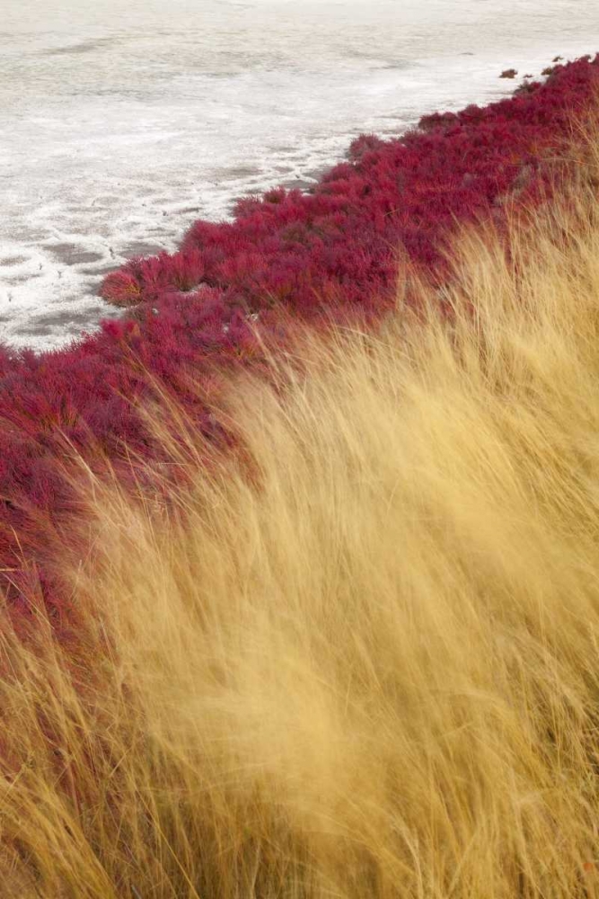 Canada, BC, Kamloops Grass and dried lake bed art print by Don Paulson for $57.95 CAD