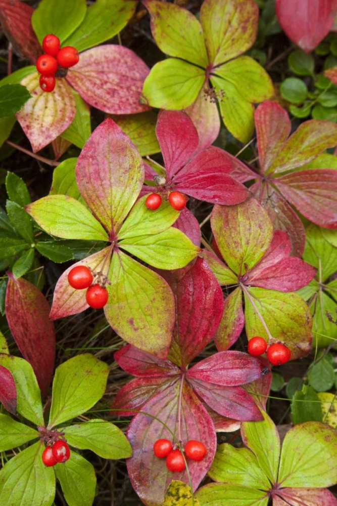 Canada, BC, Mount Robson PP Bunchberry leaves art print by Don Paulson for $57.95 CAD