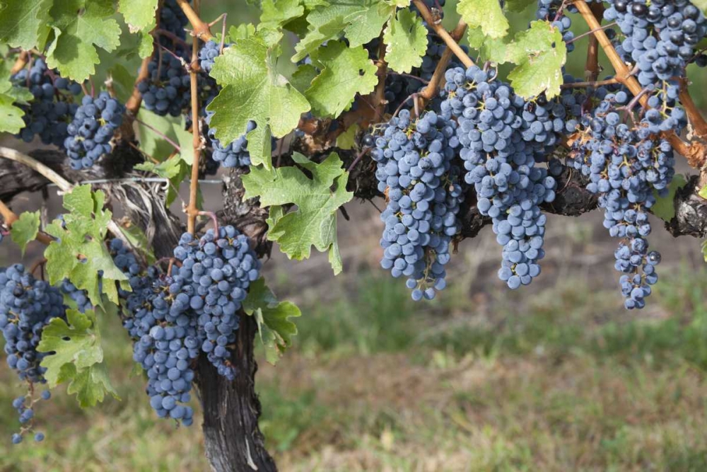 Canada, BC, Osoyoos Purple grapes in vineyards art print by Don Paulson for $57.95 CAD