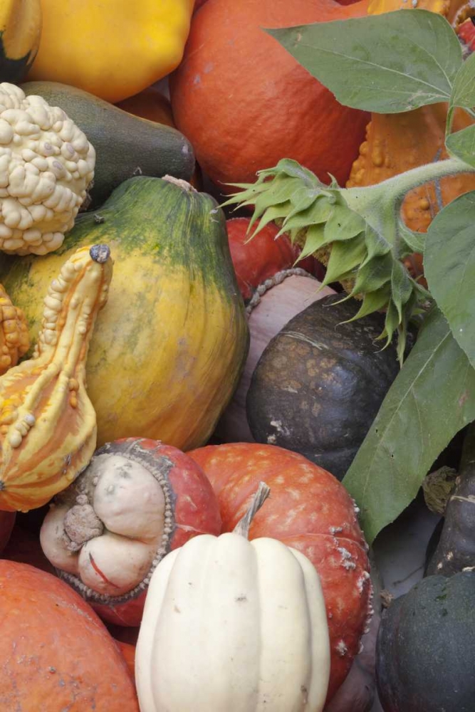 Canada, BC, Keremeos Winter squash art print by Don Paulson for $57.95 CAD