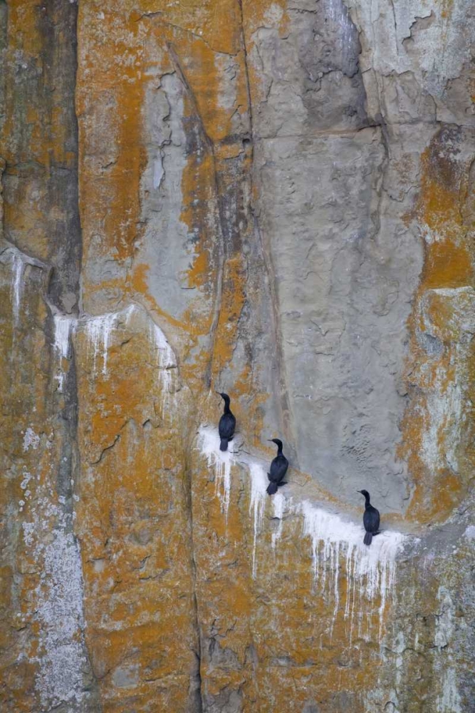 Canada, BC Double-crested cormorants art print by Don Paulson for $57.95 CAD