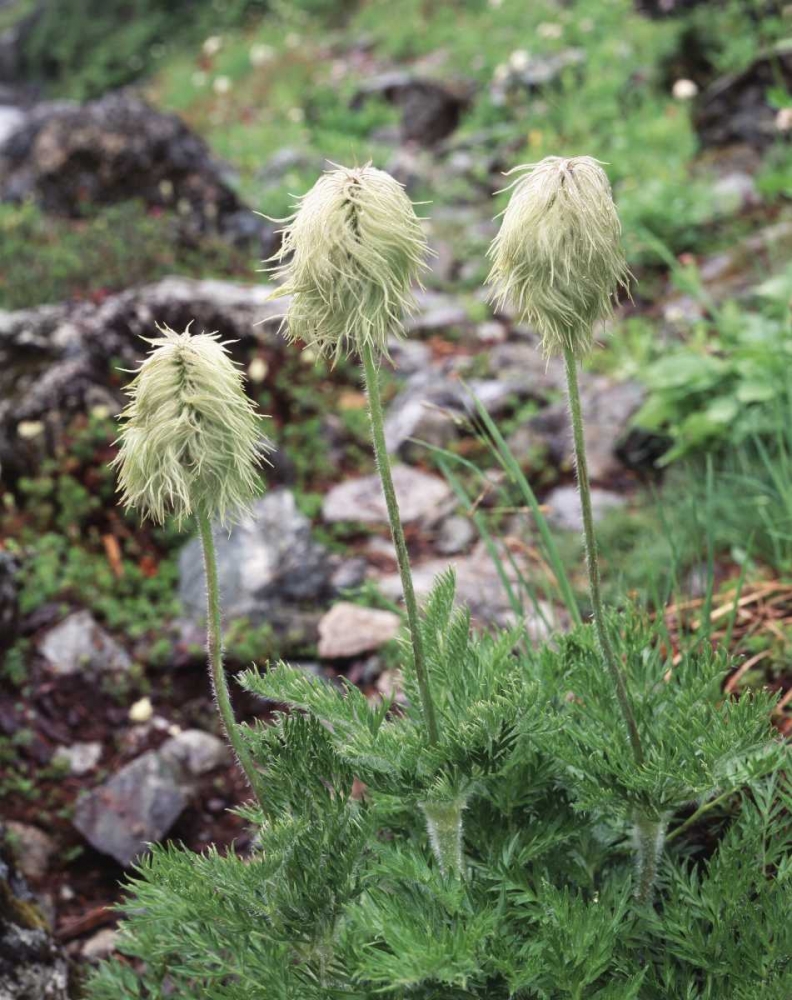 Canada, BC, Wildflowers in the Forest art print by Christopher Talbot Frank for $57.95 CAD
