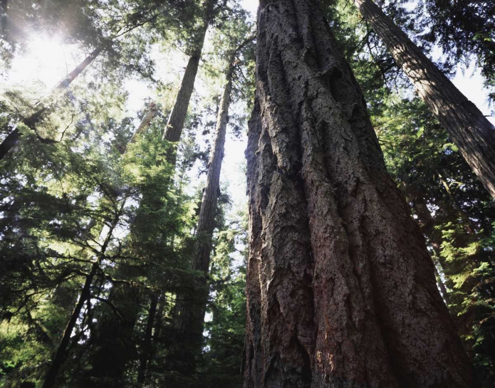 Canada, Vancouver This old-growth Douglas Fir art print by Christopher Talbot Frank for $57.95 CAD