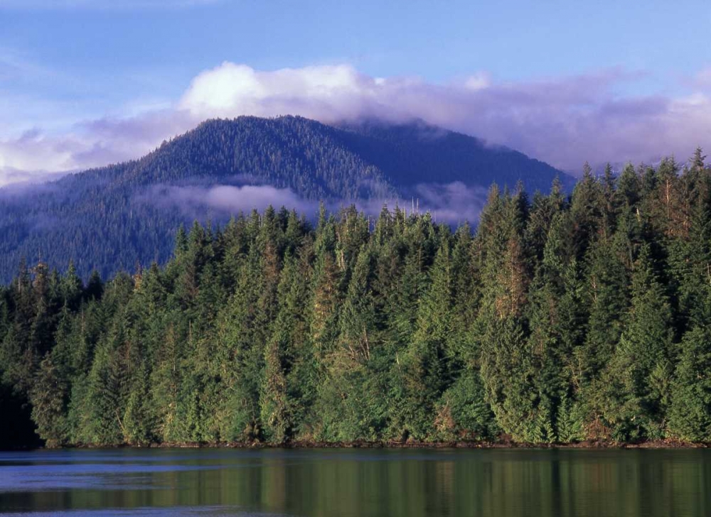 Canada, British Columbia, Coastal forest art print by Mike Grandmaison for $57.95 CAD