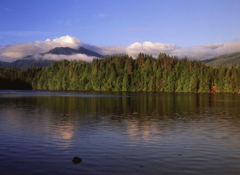 Canada, British Columbia, Coastal forest art print by Mike Grandmaison for $57.95 CAD