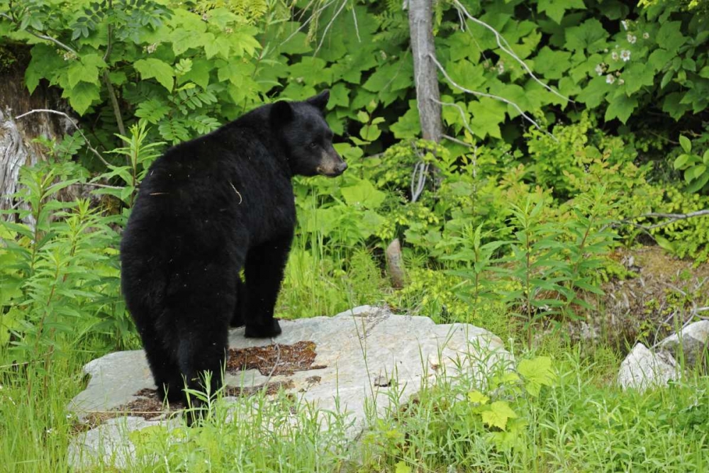 Canada, BC, Pemberton American black bear art print by Mike Grandmaison for $57.95 CAD