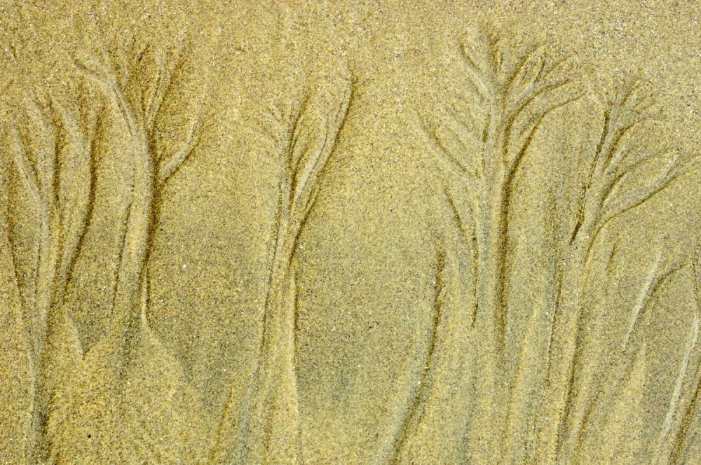 Canada, Pacific Rim NP Patterns on the beach art print by Mike Grandmaison for $57.95 CAD