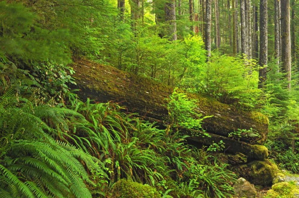 Canada, BC, Plants growing on log in rain forest art print by Mike Grandmaison for $57.95 CAD