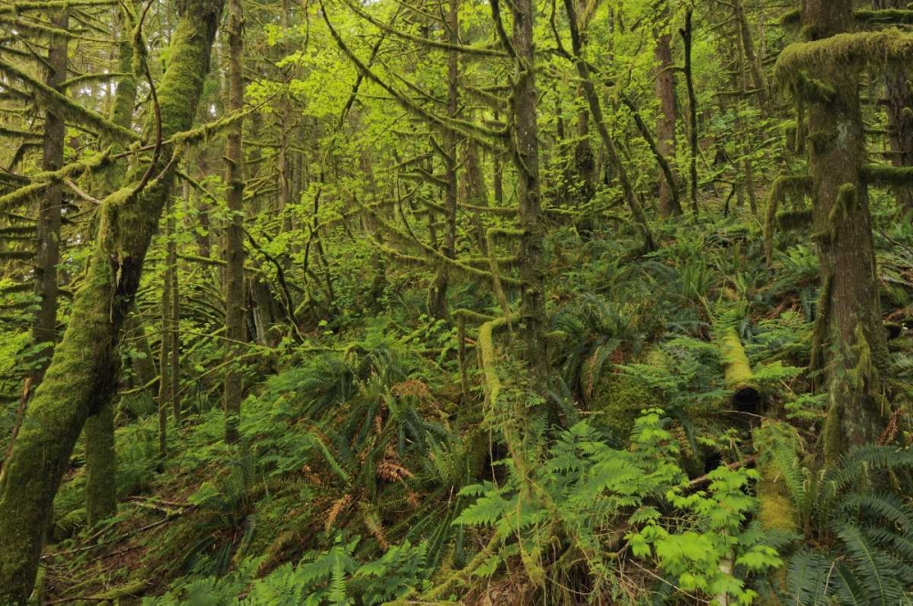Canada, BC, Golden Ears PP Coastal rain forest art print by Mike Grandmaison for $57.95 CAD