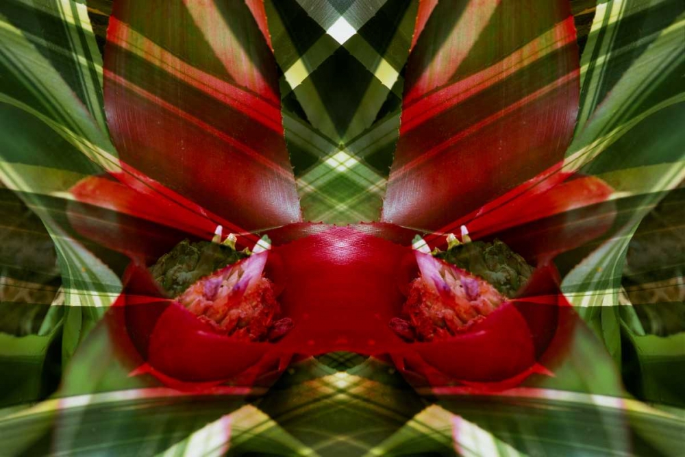 Canada, Victoria Montage of bromeliad flower art print by Marie Bush for $57.95 CAD