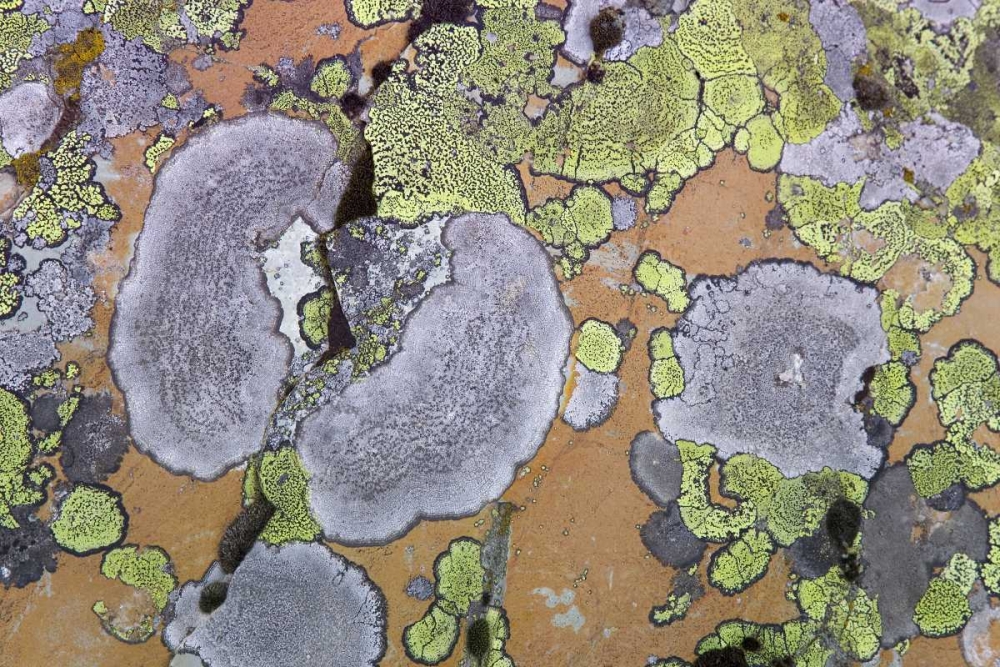 Canada, British Columbia Lichen on rock art print by Don Paulson for $57.95 CAD