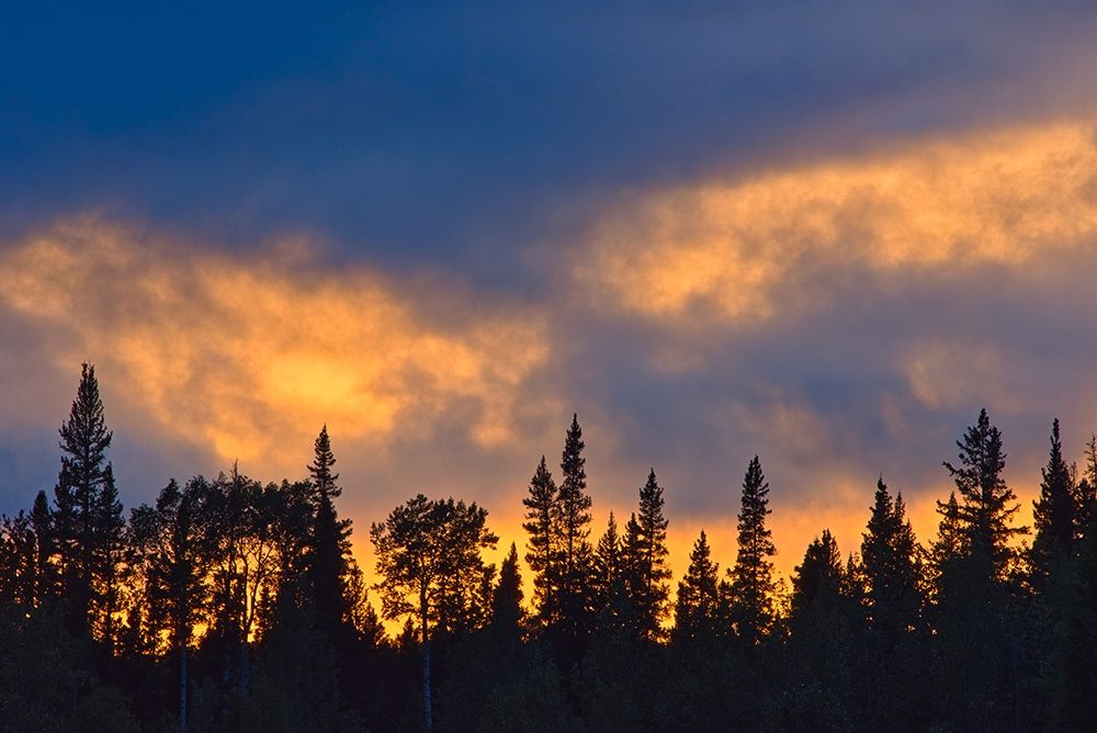 Canada-British Columbia-Liard River Hot Springs Provincial Park Sunset and forest silhouette art print by Jaynes Gallery for $57.95 CAD