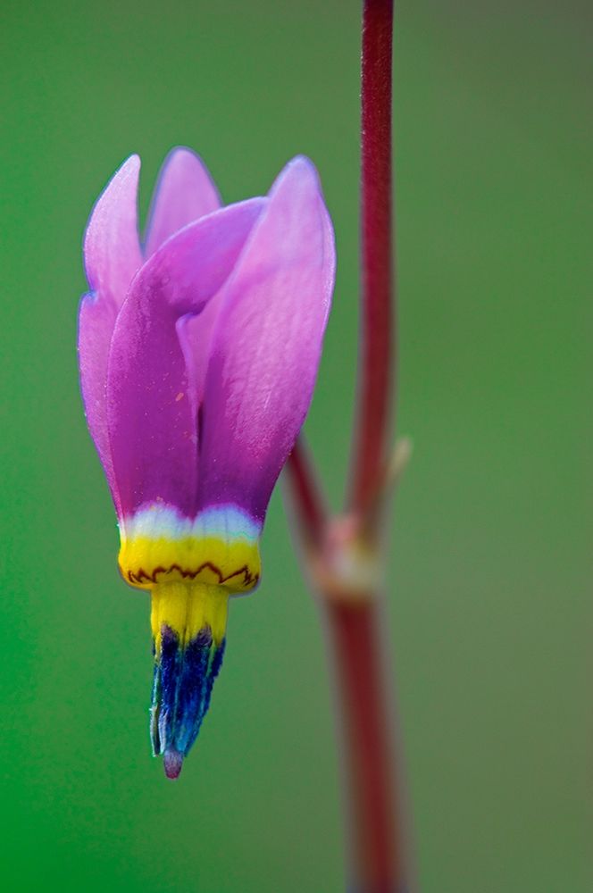 Canada-British Columbia-Kootenay National Park Common shooting star flower close-up art print by Jaynes Gallery for $57.95 CAD