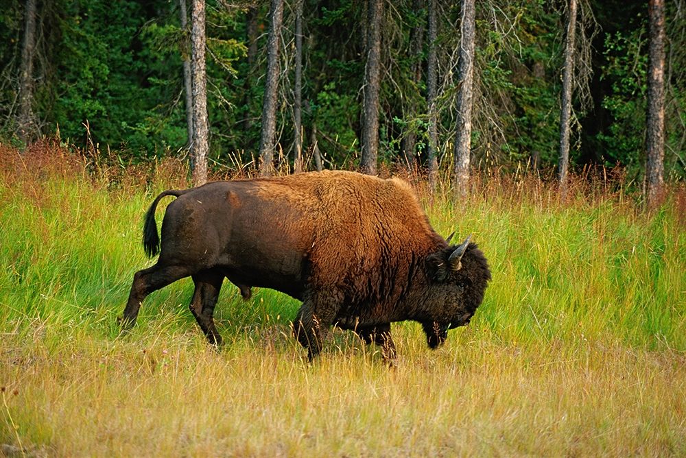 Canada-British Columbia-Coal River Wood bison close-up art print by Jaynes Gallery for $57.95 CAD