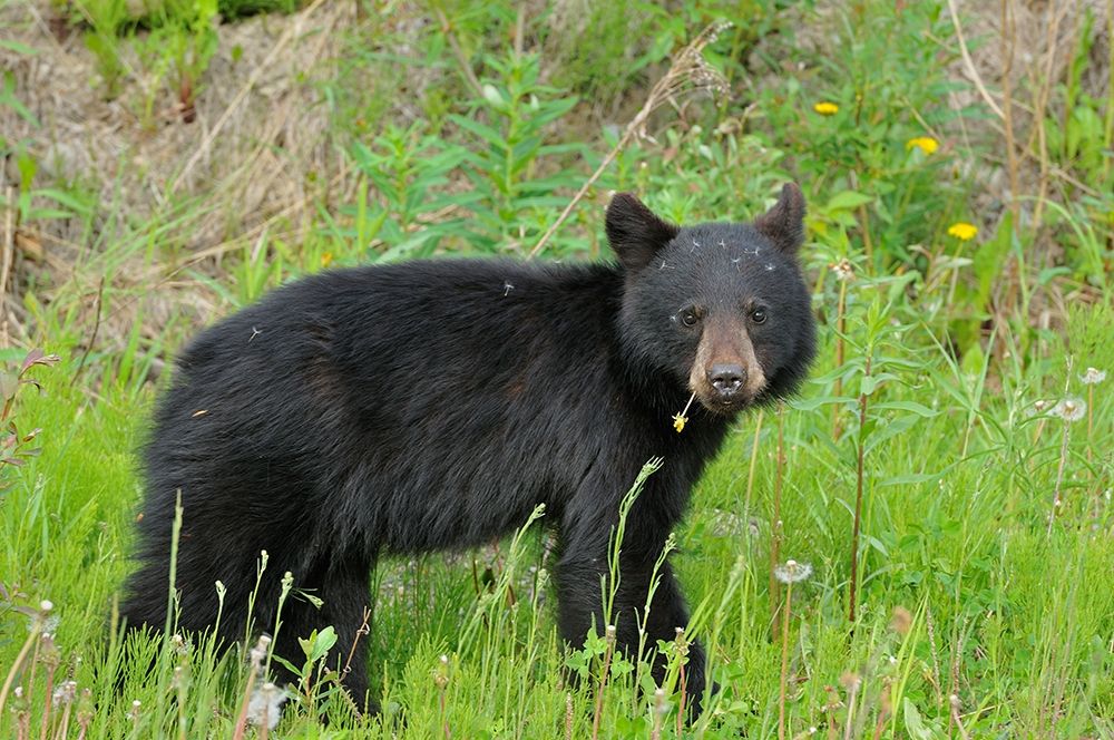 Canada-British Columbia-Whistler American black bear cub close-up art print by Jaynes Gallery for $57.95 CAD