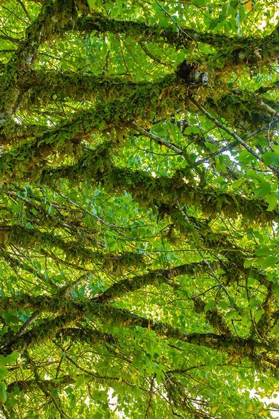 British Columbia Art prints and posters