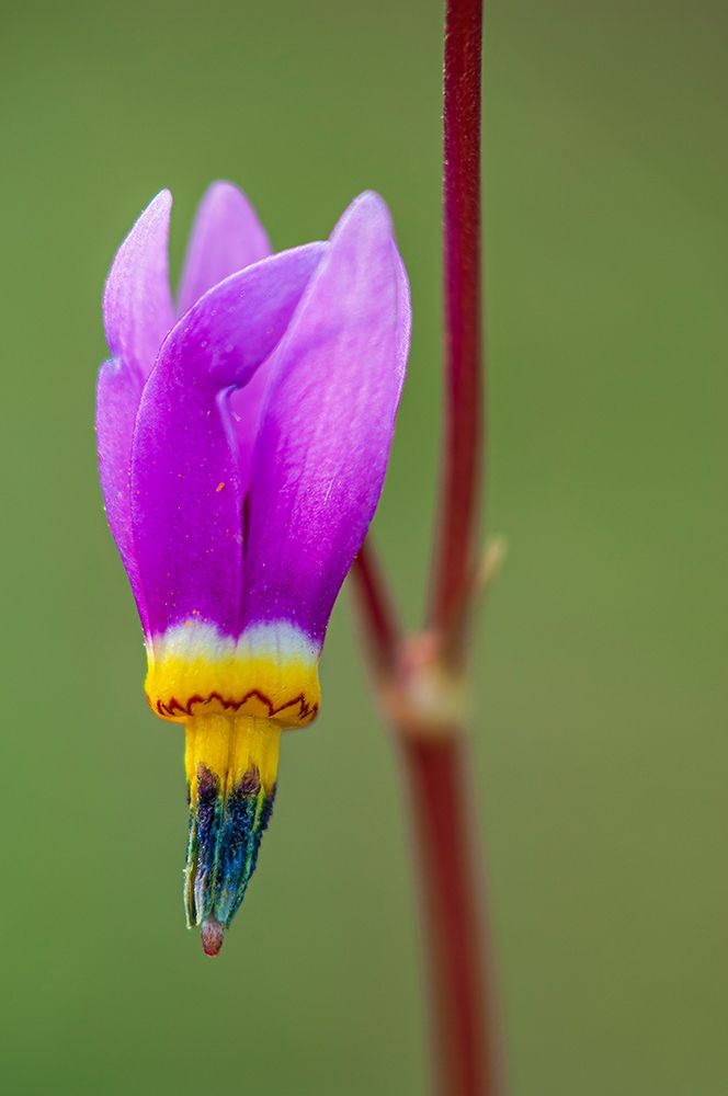 Canada-British Columbia-Kootenay National Park Dark throat shooting star flower close-up art print by Jaynes Gallery for $57.95 CAD