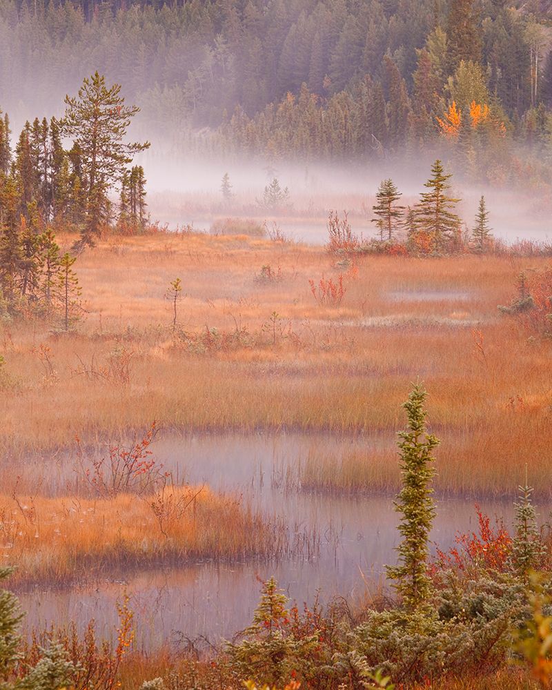Canada, British Columbia, Mount Robson Provincial Park. Landscape with foggy marsh in autumn. art print by Jaynes Gallery for $57.95 CAD