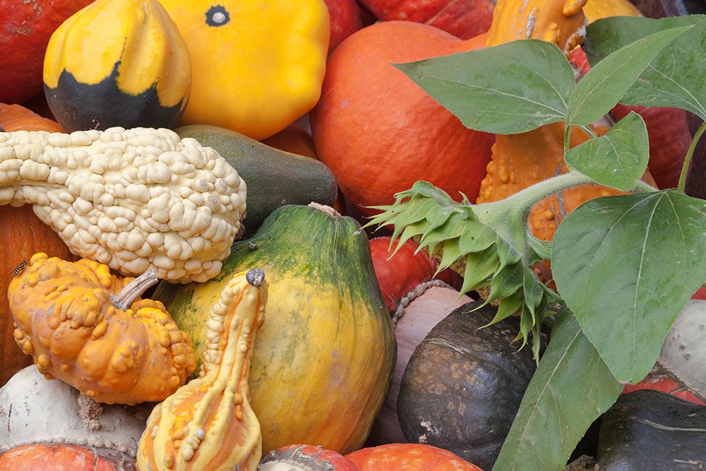 Canada, British Columbia, Keremeos. Close-up of winter squash at vendor stand. art print by Jaynes Gallery for $57.95 CAD