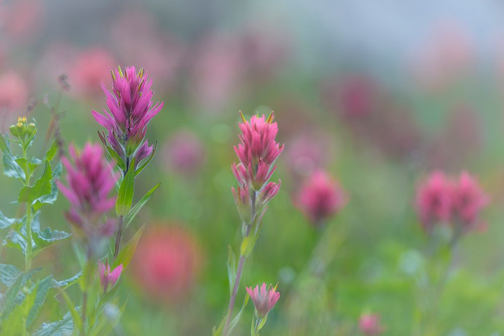 Canada, British Columbia, East Kootenay Mountains. Indian paintbrush flowers. art print by Jaynes Gallery for $57.95 CAD