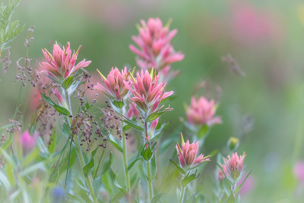 Canada, British Columbia, East Kootenay Mountains. Indian paintbrush flowers. art print by Jaynes Gallery for $57.95 CAD