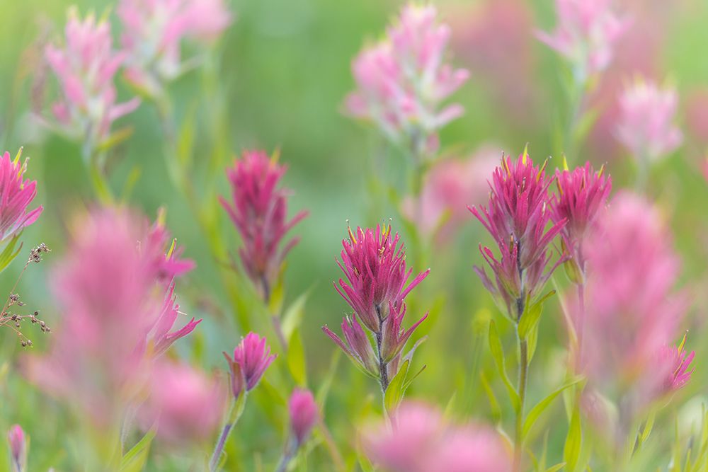 Canada, British Columbia, East Kootenay Mountains. Indian paintbrush flowers. art print by Jaynes Gallery for $57.95 CAD